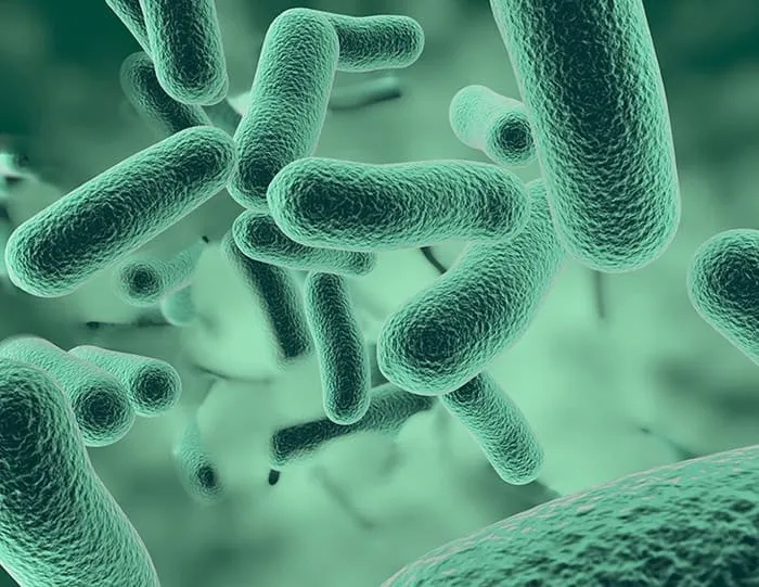 Alles over vijverbacteriën