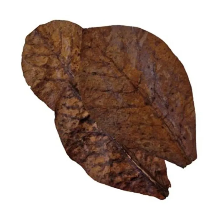 Colombo Colombo Catappa XL