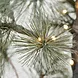 House Doctor Kerstboom Peuce natuur 180cm House Doctor Kerstboom Peuce natuur 180cm