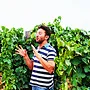 Vigna Il Castagno Tasting Case (Puglia)