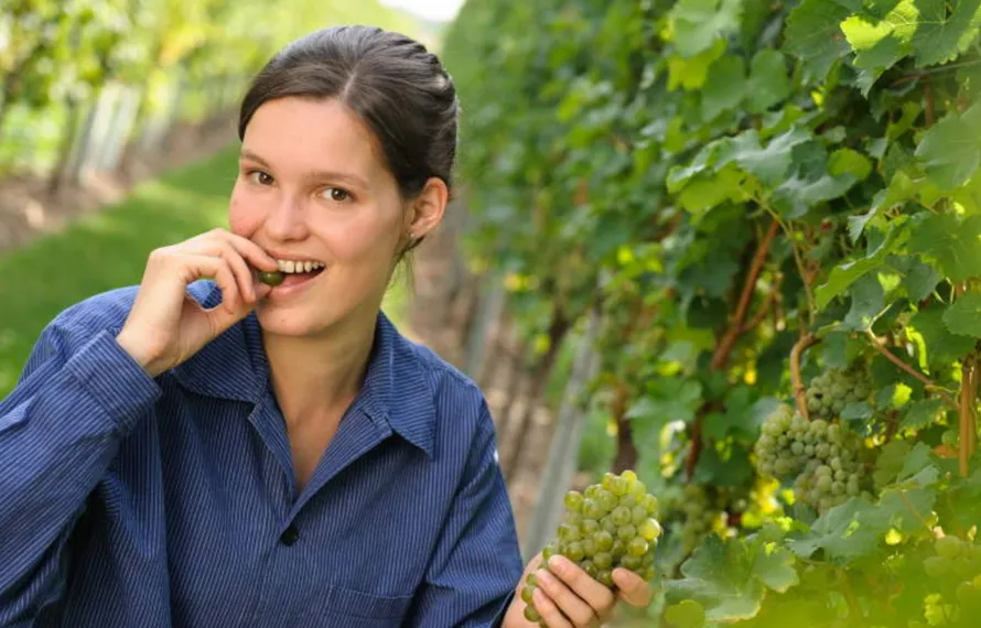 Wat zijn Piwi druiven precies? 