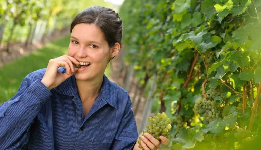 Wat zijn Piwi druiven precies? 