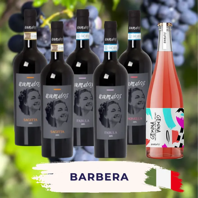Barbera Tasting Case