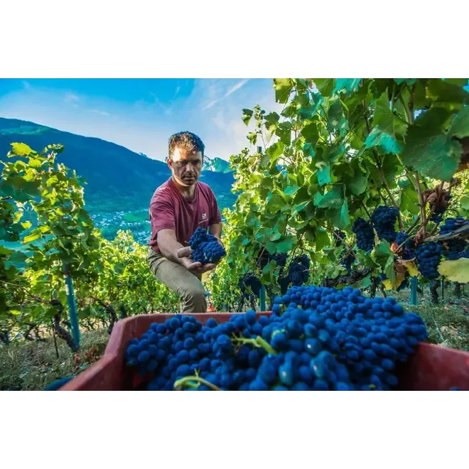 Chateau Feuilliet probierpaket