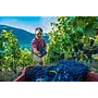 Chateau Feuilliet Tasting Case (Valle d'Aosta)