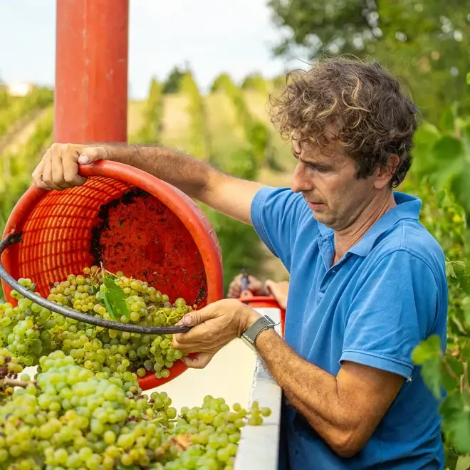 Mandirola Vini probierpaket (Piemont)