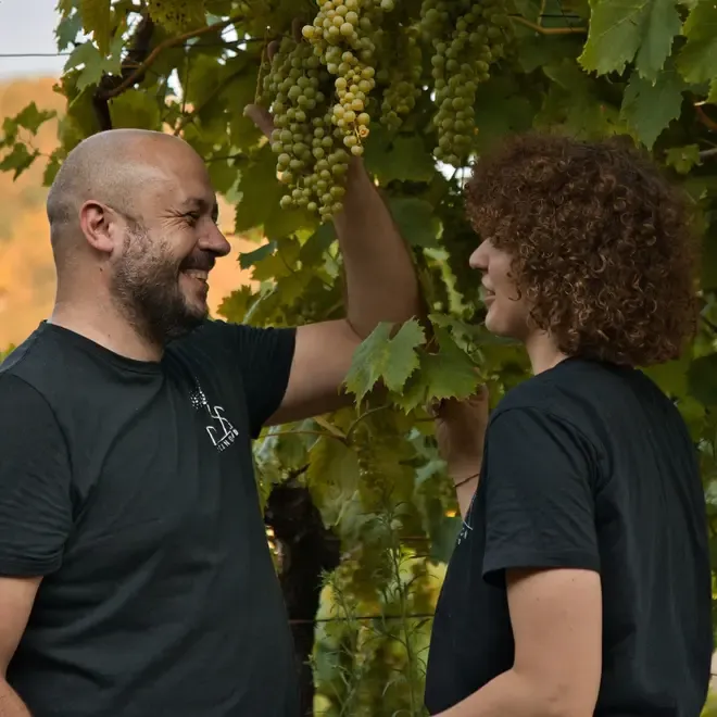 Zambon Vulcano Tasting Case (Soave)