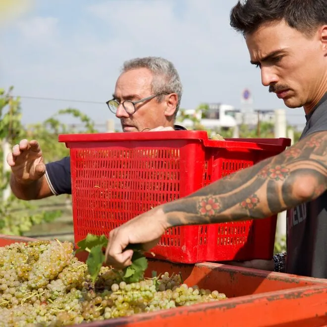 Vitivinicola Fangareggi Proefpakket (Emilia-Romagna)