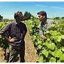 Chon Frères Vignerons Proefpakket (Loire)