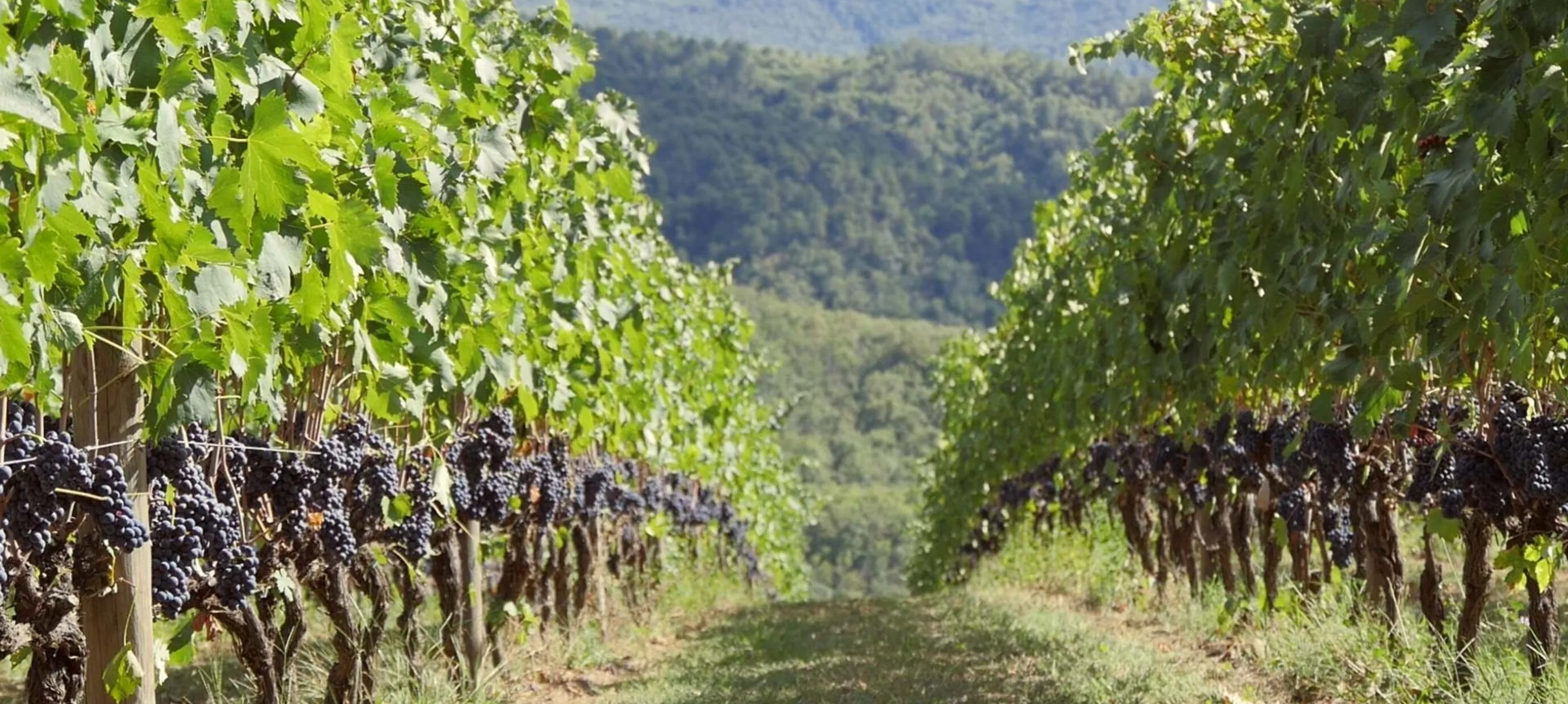 Chianti wijn: alles over smaak, soorten en de beste flessen