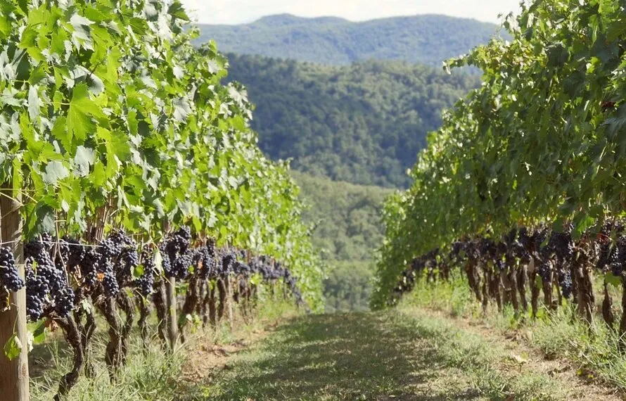 Chianti wijn: alles over smaak, soorten en de beste flessen