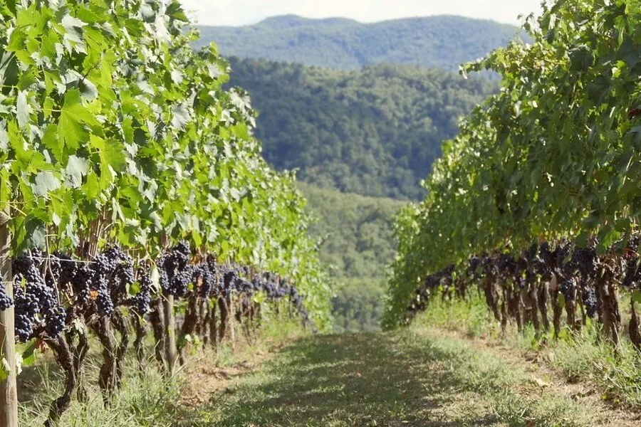 Chianti wijn: alles over smaak, soorten en de beste flessen