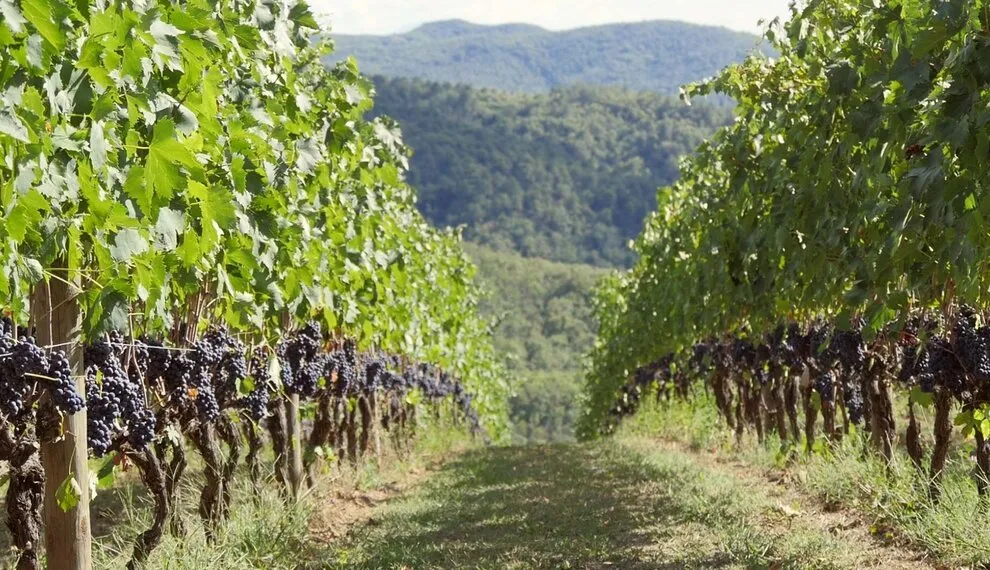 Chianti wijn: alles over smaak, soorten en de beste flessen