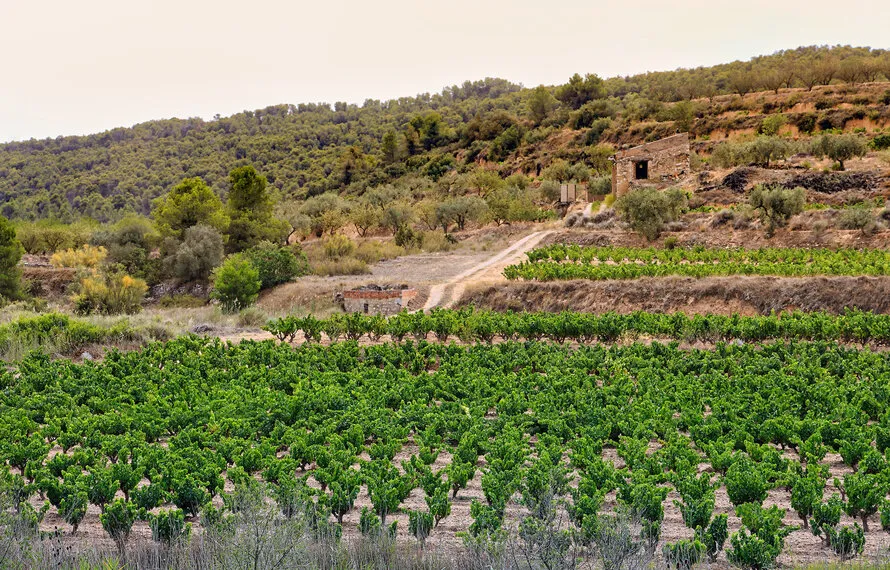 Aragón wijn: het verborgen wijnparadijs van Noord-Spanje