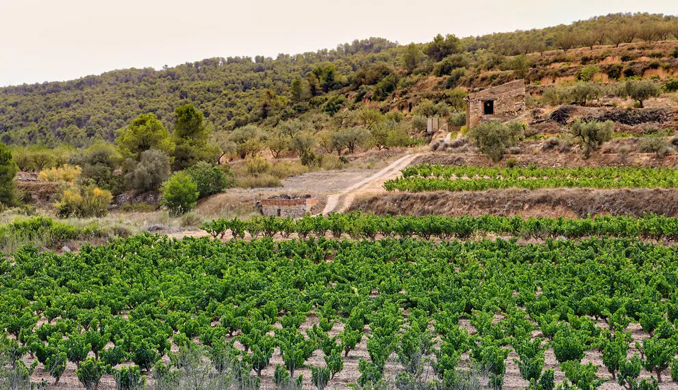 Aragón-Wein: Spaniens verborgenes Weinparadies im Norden