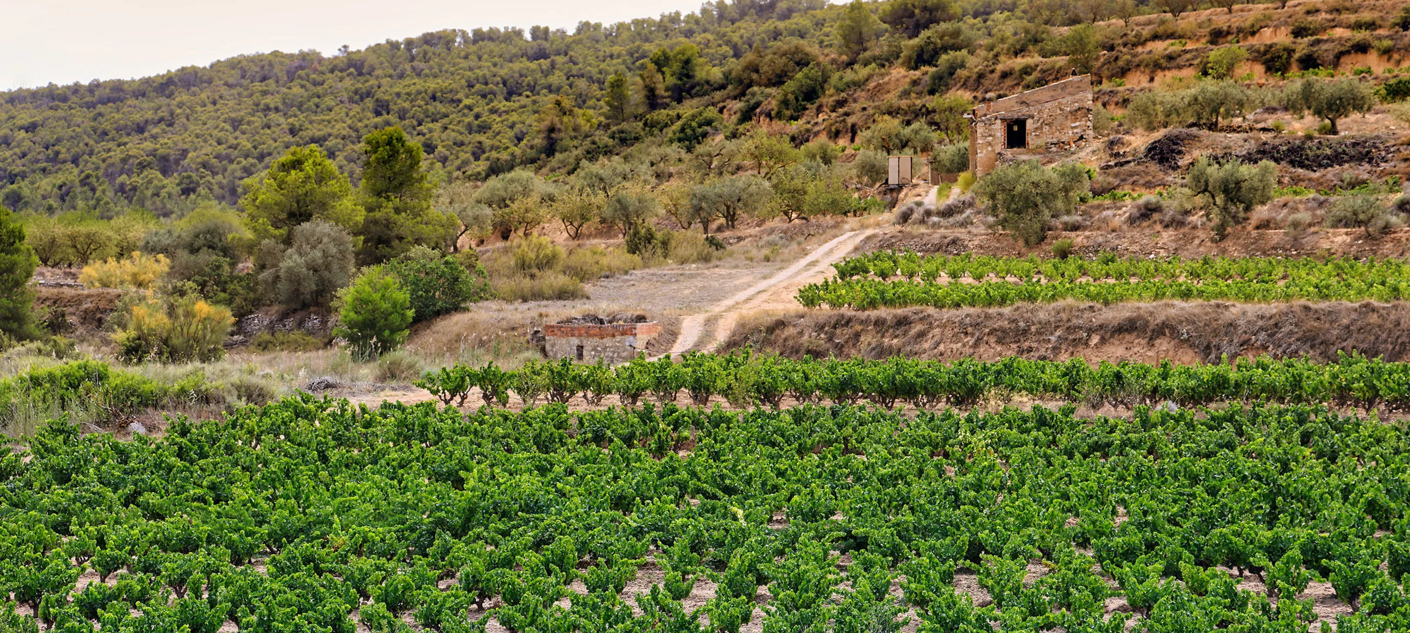 Aragón Wine: The Hidden Wine Paradise of Northern Spain
