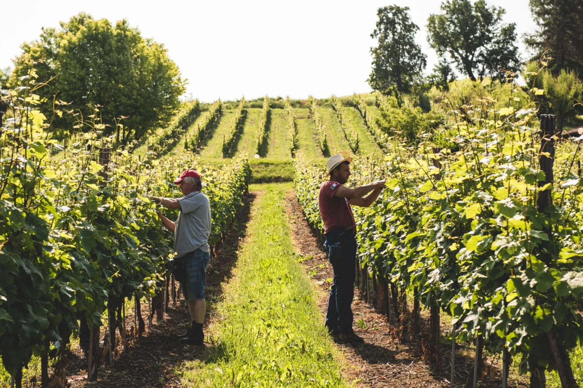 From winemaker to glass