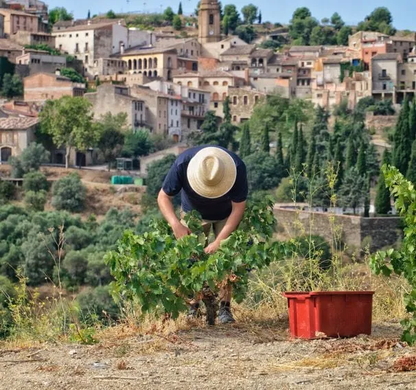 Bestel je wijn nu ook rechtstreeks bij de Spaanse wijnboer