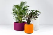 BuzziPlanter BuzziPlanter