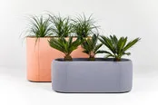 BuzziPlanter BuzziPlanter