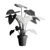 Cantor Feltplant Alocasia Lightfall