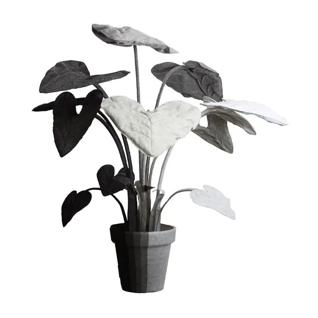 Cantor Feltplant Alocasia Lightfall
