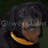 LED HALSBAND VOOR HONDEN