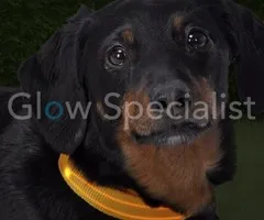 LED HALSBAND VOOR HONDEN