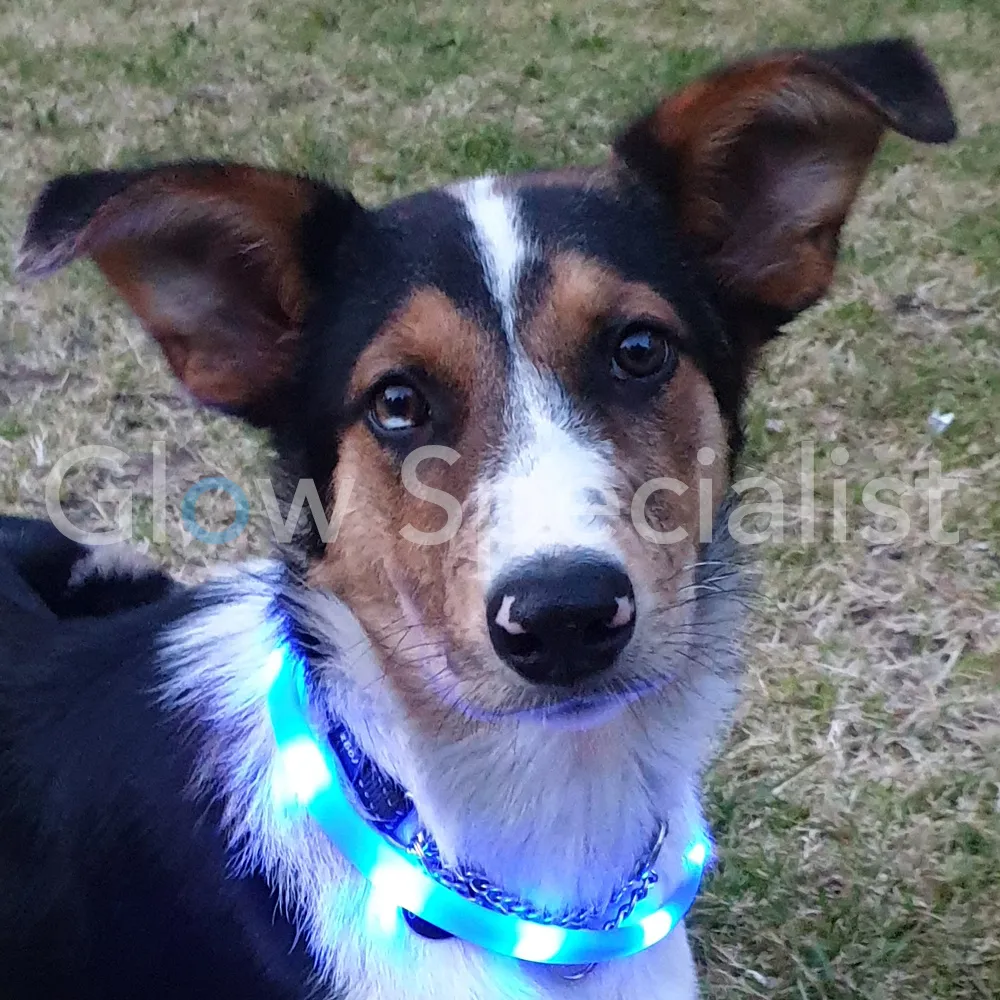Oplichtend Hondenharnas LED - Oplaadbaar Reflecterend Tuig Met Handgreep Voor Middelgrote & Grote Honden (Roze, M)