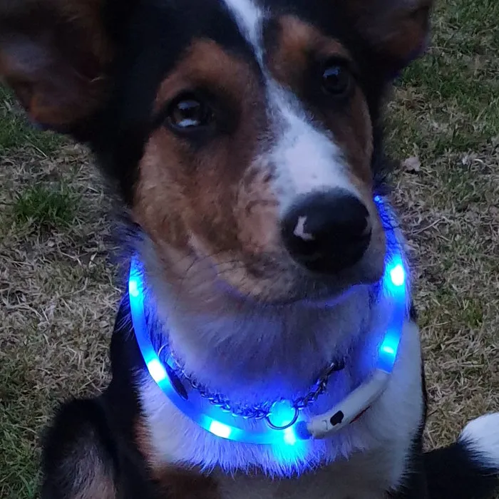 LED HALSBAND VOOR HONDEN - OPLAADBAAR MET USB KABEL - BLAUW - 3 MATEN