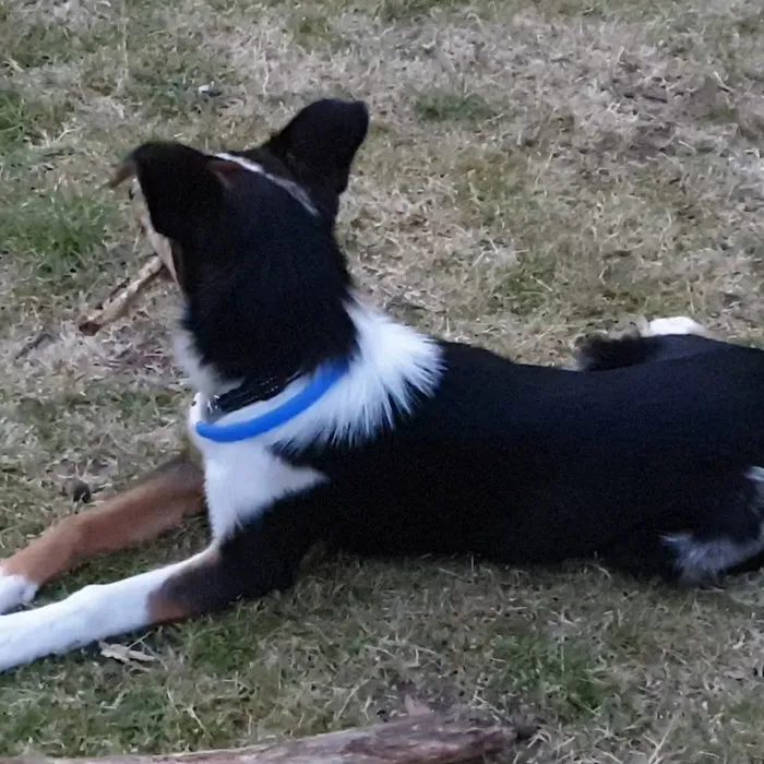 LED HALSBAND VOOR HONDEN - OPLAADBAAR MET USB KABEL - BLAUW - 3 MATEN