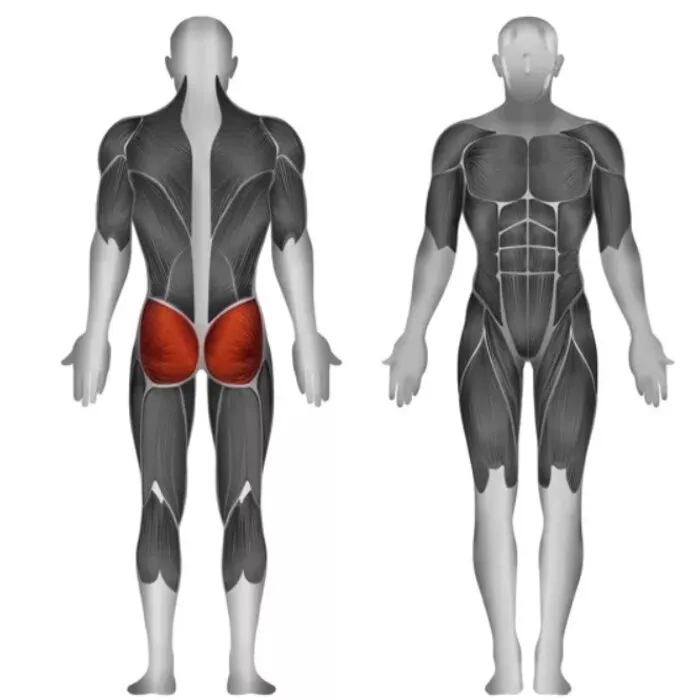 Steelflex PLHE Plate Loaded Hip Extension Machine