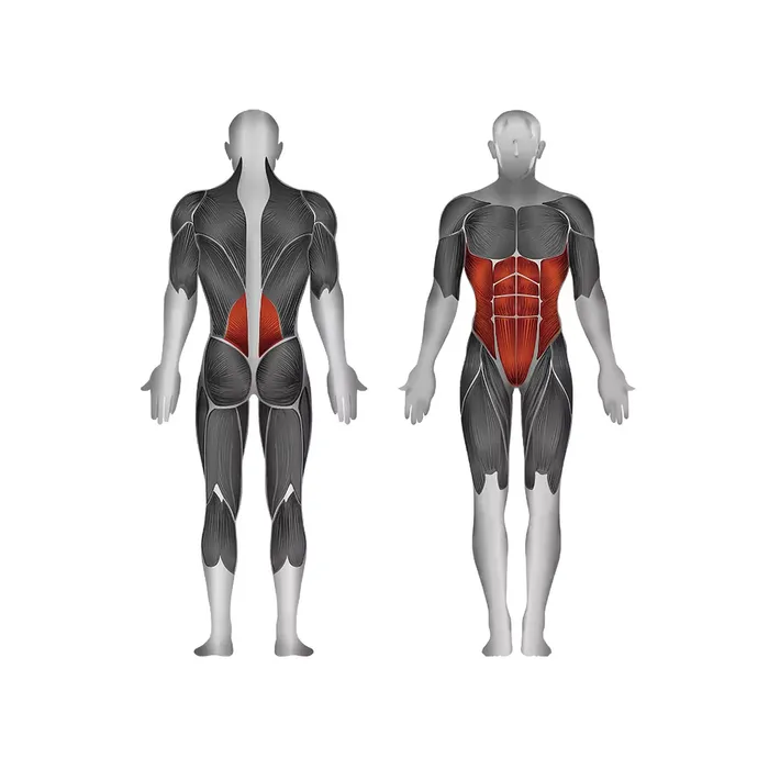 Steelflex PL2400-BR Ab Crunch & Back Extension Machine