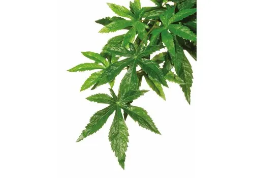 Exo Terra Abuliton hangende regenwoudplant medium