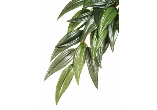 Exo Terra Rucus Hangende Regenwoudplant