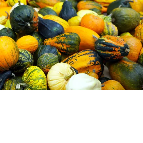 (Sier)pompoenen en maïs