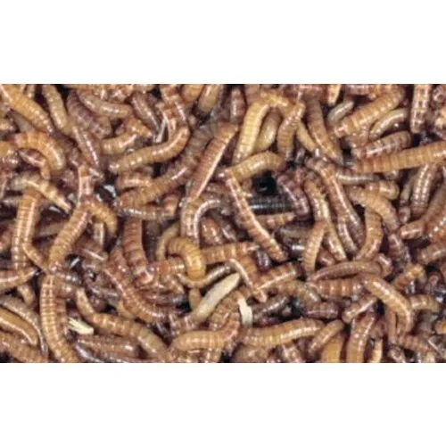 NutriPrey Levende Buffalowormen
