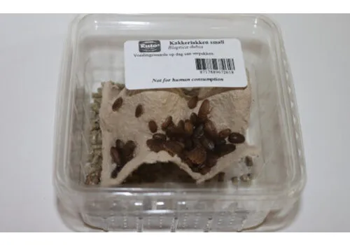 Ruto Blaptica Dubia (Argentiijnse kakkerlak)