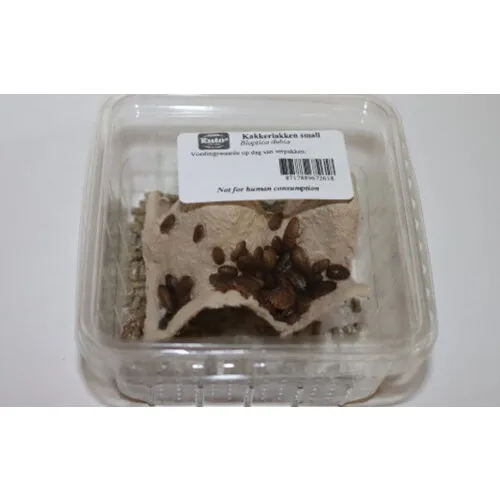 Ruto Blaptica Dubia (Argentiijnse kakkerlak)