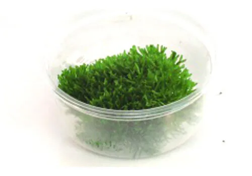 HS Aqua Riccia fluitans mos | Levermos | in 80 cc cup