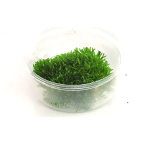 HS Aqua Riccia fluitans mos | Levermos | in 80 cc cup