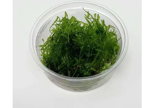 Moerings Spikey mos | Punt Mos | In vitro cup