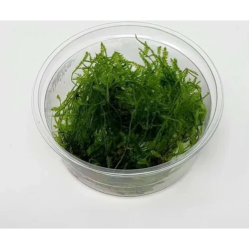 Moerings Spikey mos | Punt Mos | In vitro cup