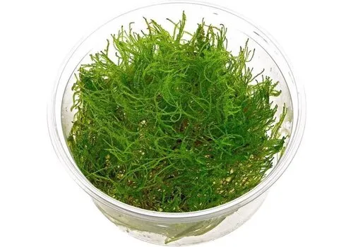 Moerings Taxiphyllum alternans | Taiwan mos | In vitro cup