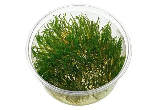 Moerings Flame mos | Fire mos | In vitro cup