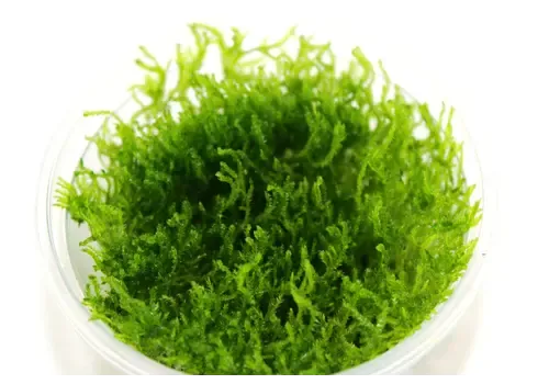 Moerings Peacock mos | In vitro cup