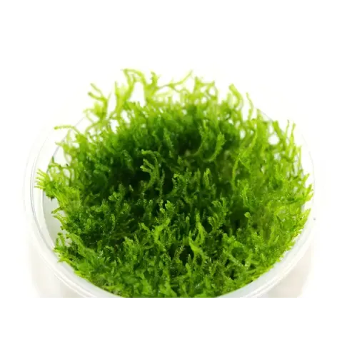 Moerings Peacock mos | In vitro cup