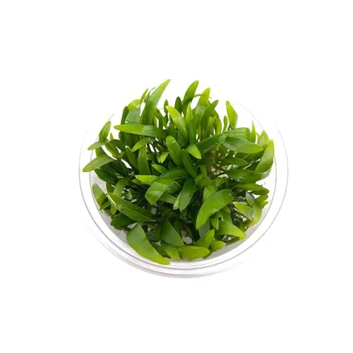 Moerings Cryptocoryne Willissii | in vitro cup