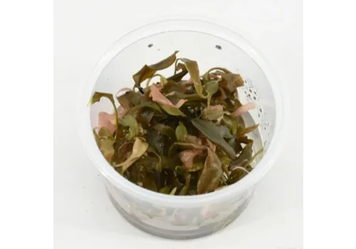 Moerings Cryptocoryne Petchii Pink | In vitro cup