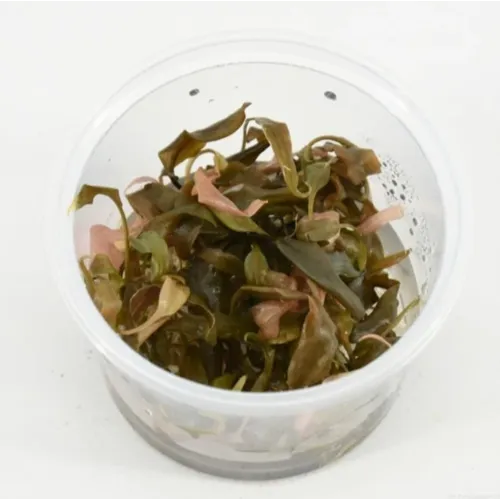 Moerings Cryptocoryne Petchii Pink | In vitro cup